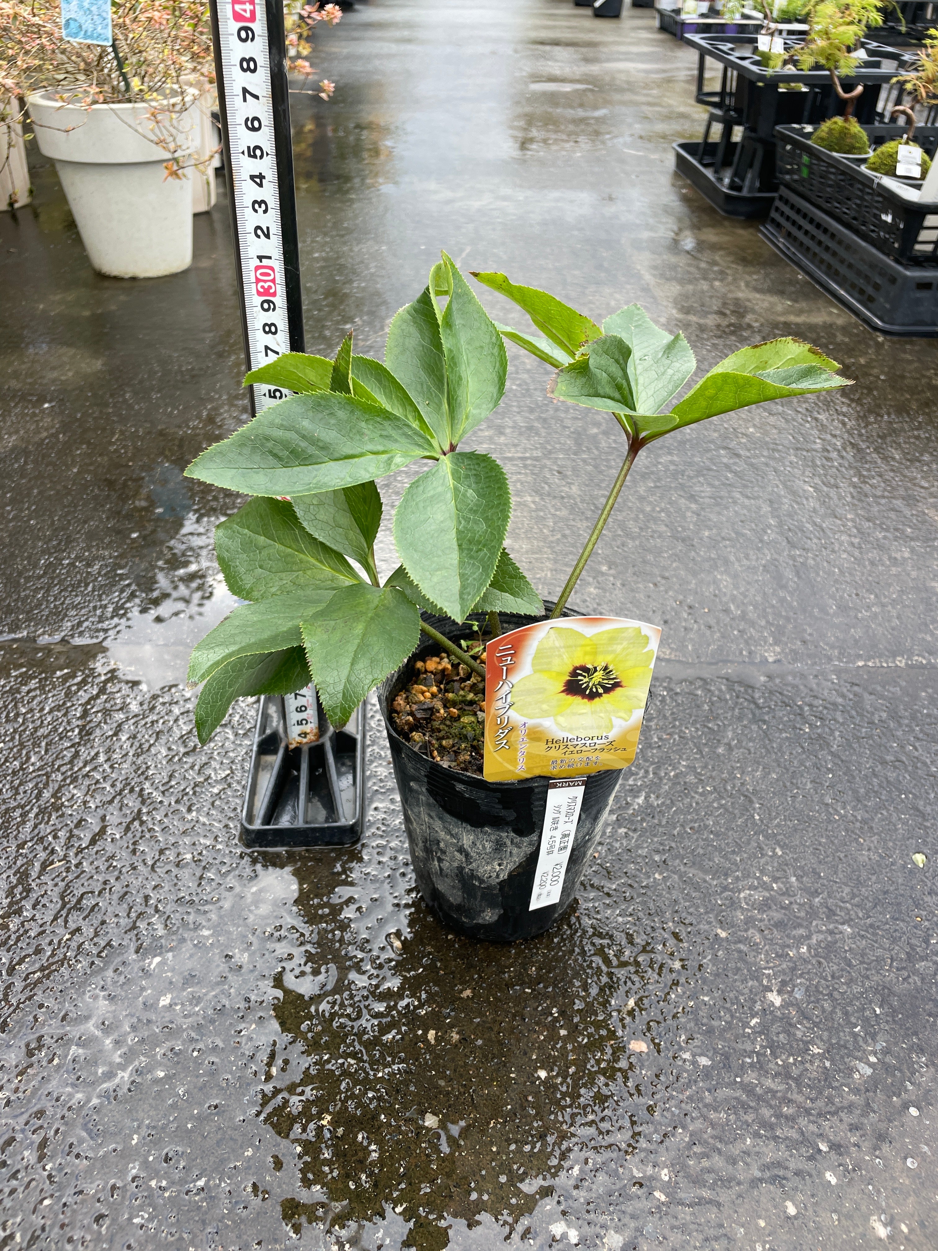 M33 クリスマスローズ イエローフラッシュ 4.5号苗ポット – 植物家族