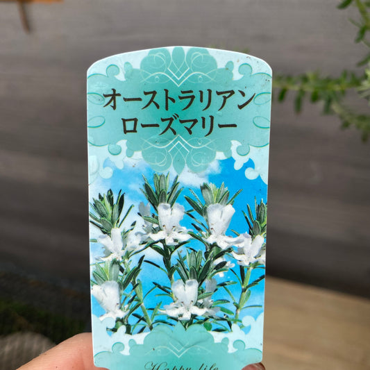 社長植栽★ウエストリンギア　白花　植木鉢　ホワイトM