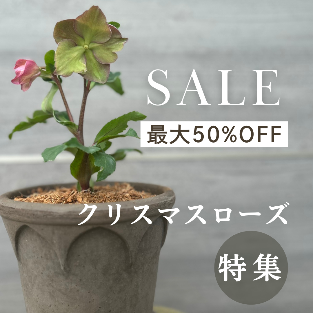 YouTube登録者10万人突破記念！クリスマスローズ全品50％OFF！この機会に是非チェックしてください