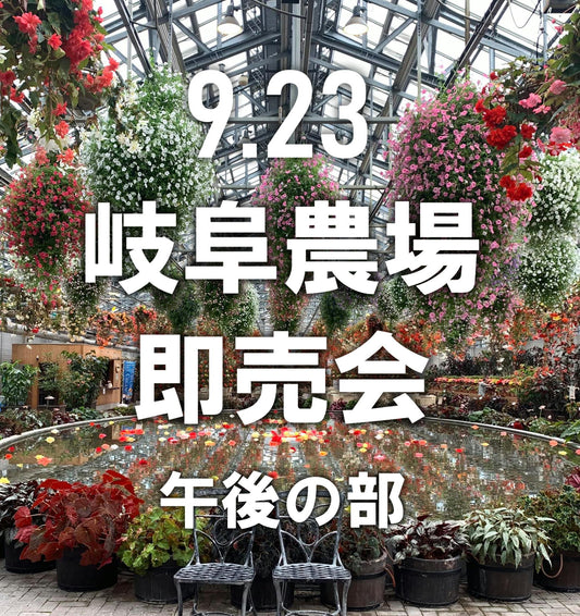 農場散策即売会　午後の部　No.23199　モンステラ　タイコンステレーション　3号鉢