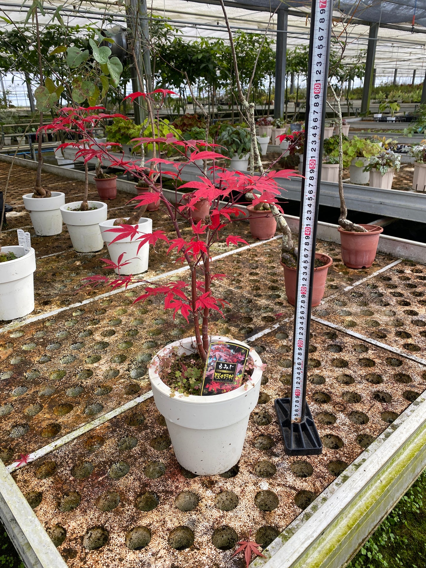 農場創業祭 No.26145　もみじ　猩々野村