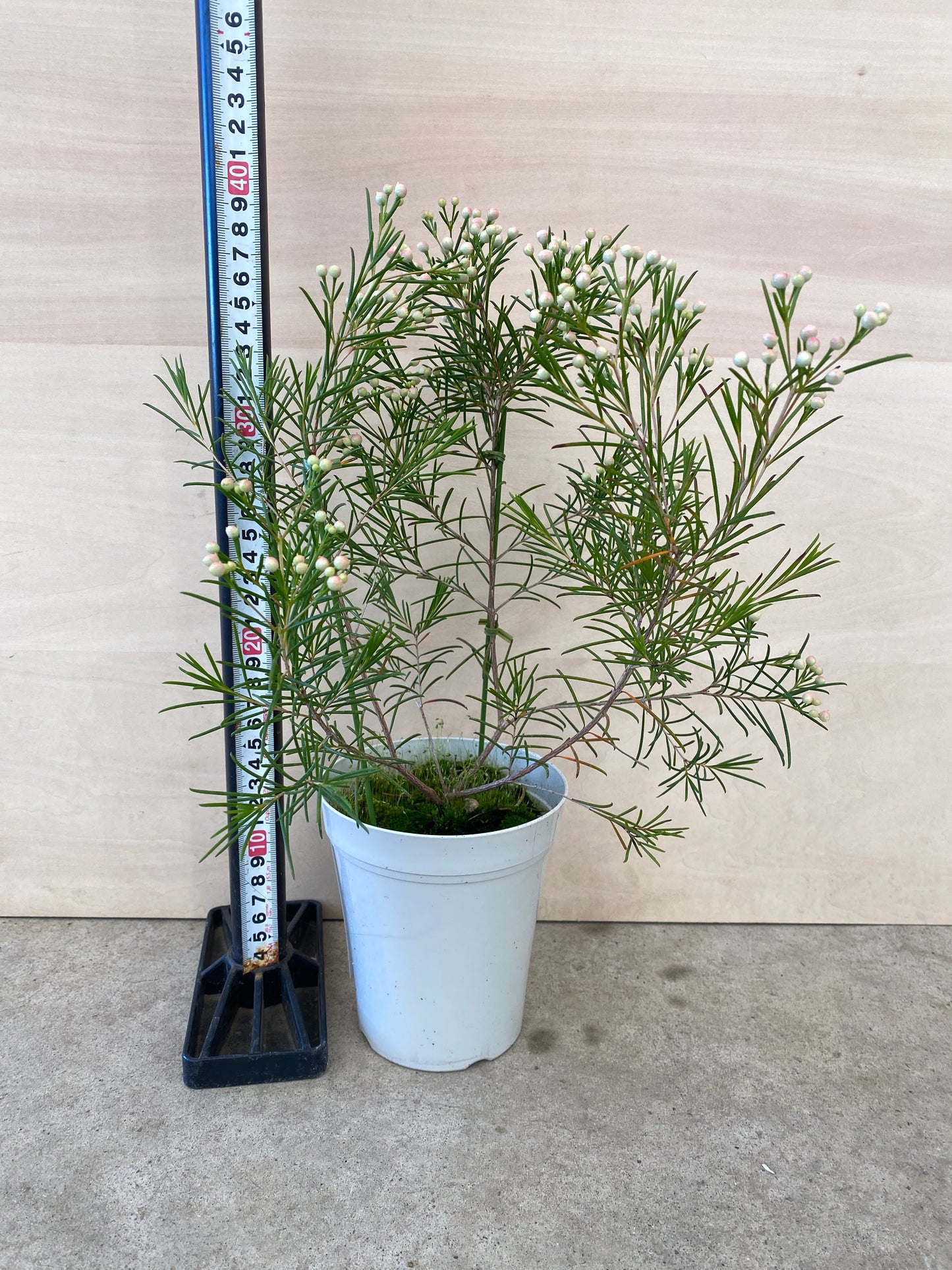 No.19008　ワックスフラワー　4号鉢