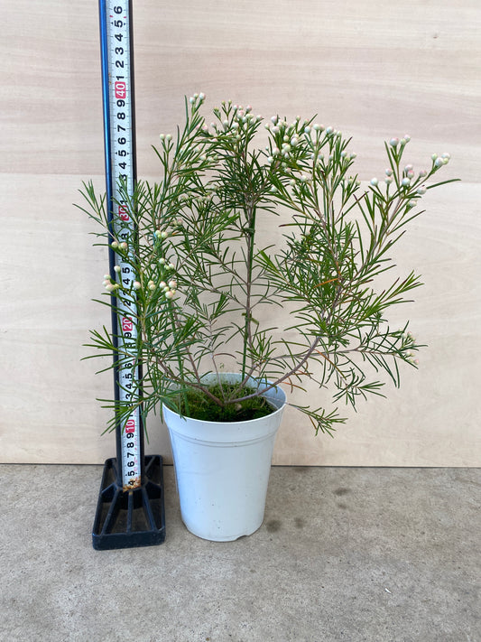 No.19008　ワックスフラワー　4号鉢