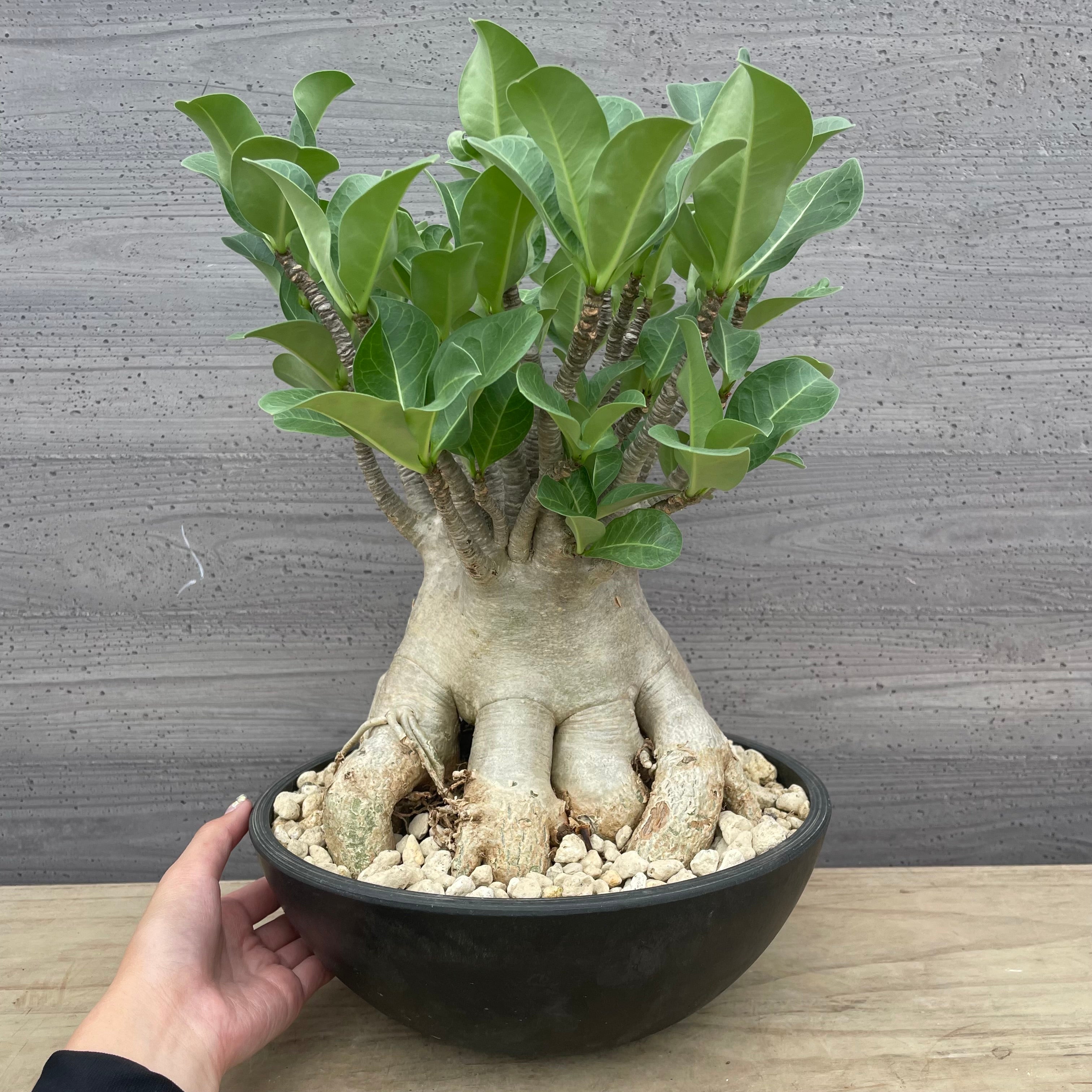 観葉植物　ストレッチア　引き取り希望　2m 観葉植物 ストレッチア 引き取り希望 2m