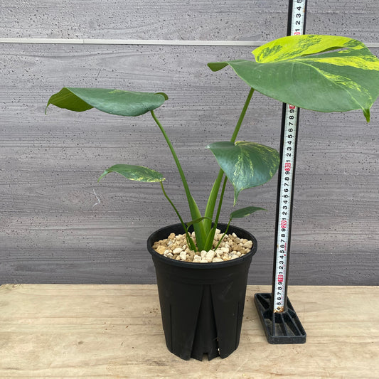 モンステラ　イエローマリリン　No.5　黒ポット