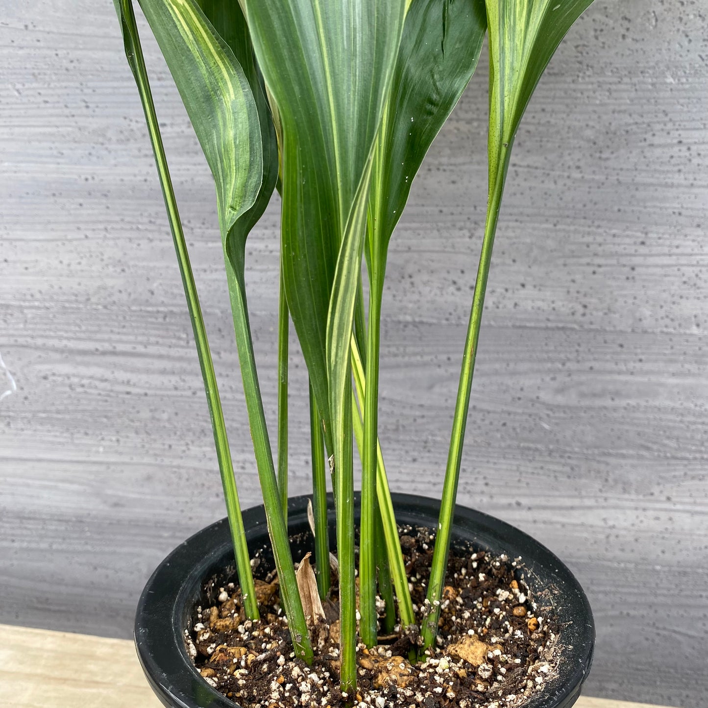 No.1310　縞葉蘭（シマハラン）5.5号鉢