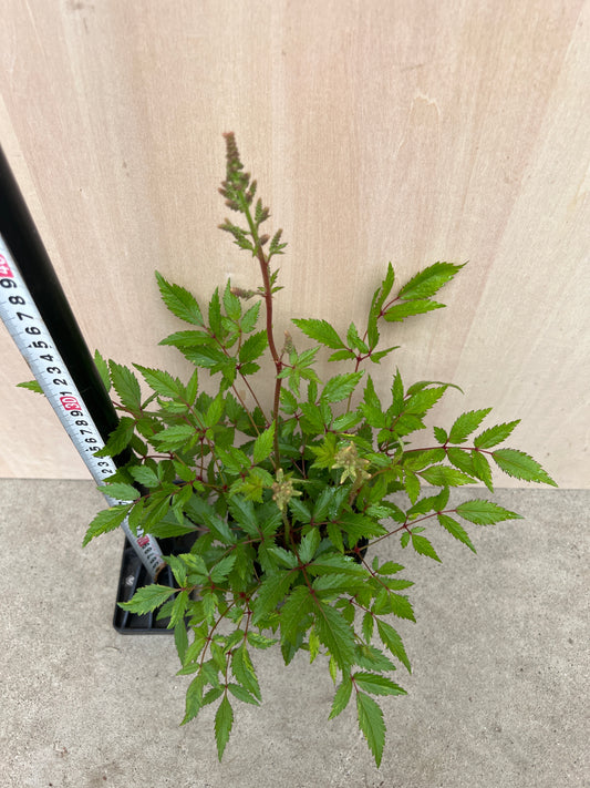 No.31015　アスチルベ　ショースター　3.5号苗ポット