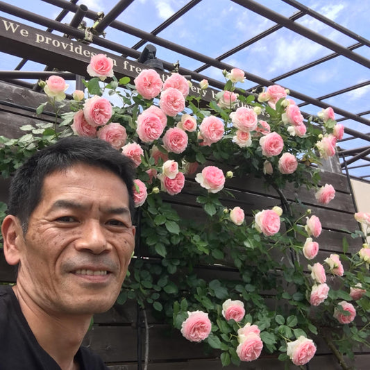 有名バラ生産者が厳選したバラ長尺二年苗　ピエール・ドゥ・ロンサール　6号長尺(高さ約100㎝〜120㎝)