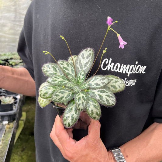 URBAN JUNGLE特集★U46　プリムリナ　シノベタノニカ　3号鉢