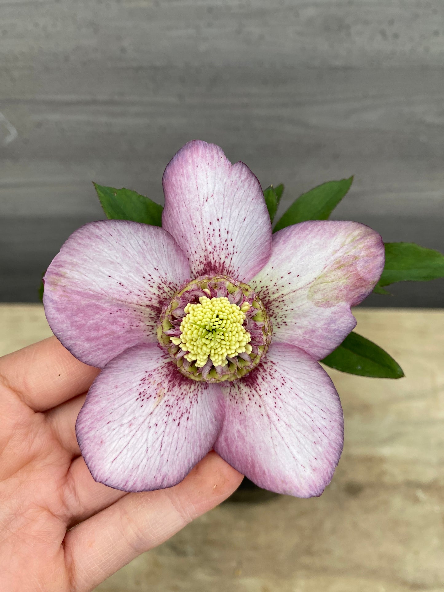 No.05119　横山園芸★クリスマスローズ　プリマドレス　5号苗ポット