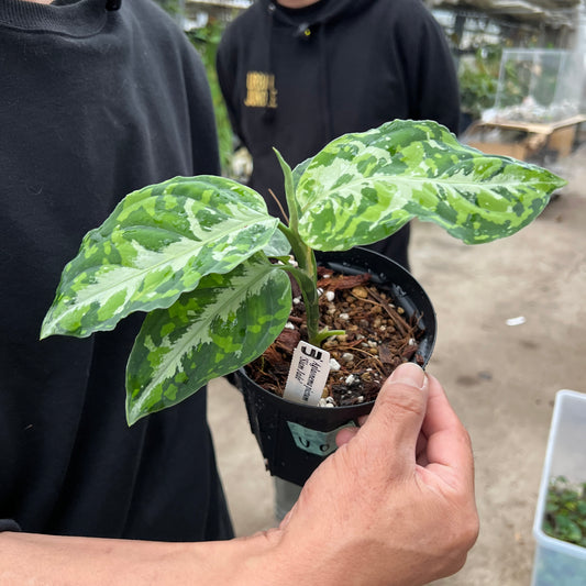 URBAN JUNGLE特集★U01　ピクタム　サイアムジューム　4号鉢