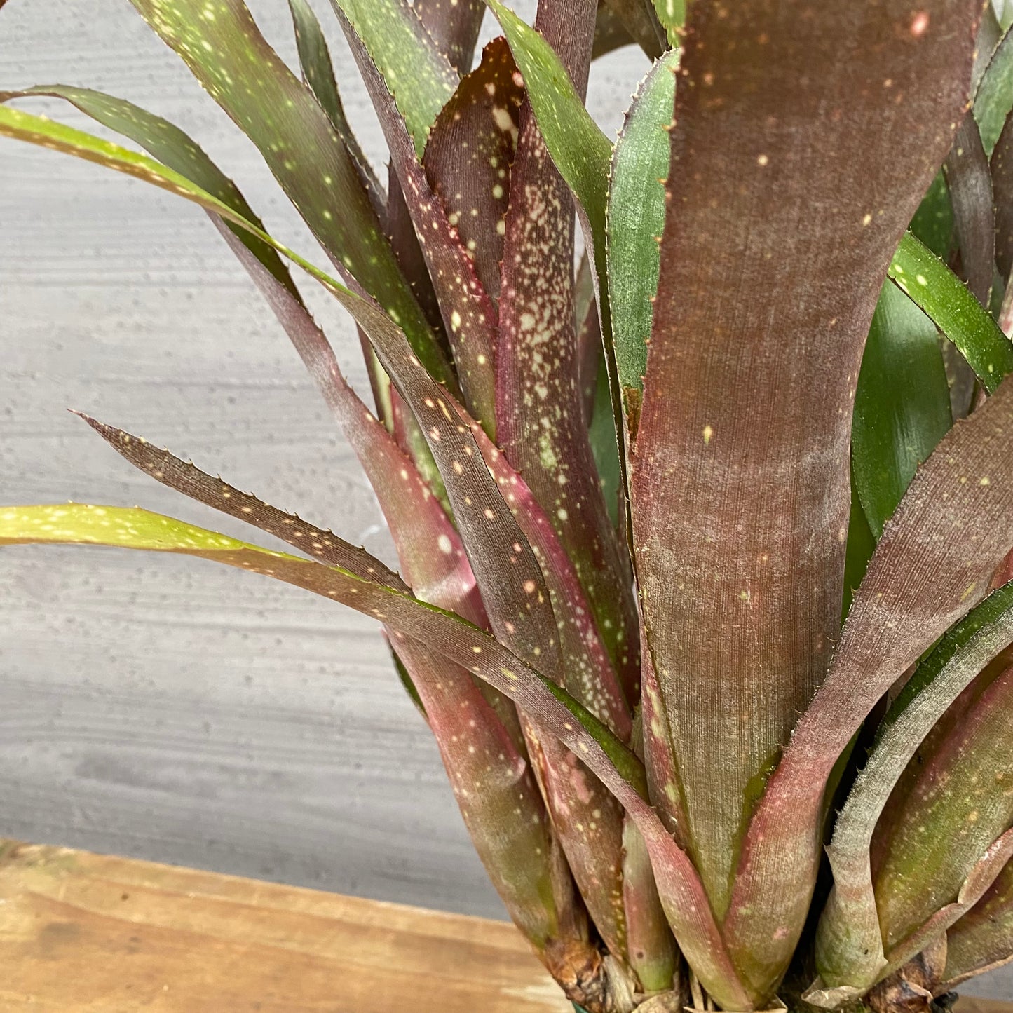 市場仕入れ即売会　No.25028　ビルベルギア　アモエナ　3.5号鉢