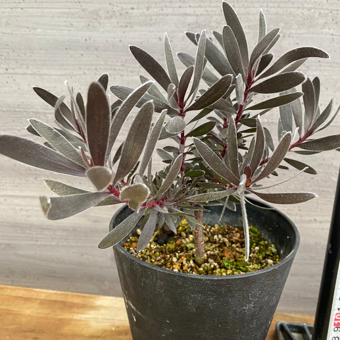 市場仕入れ即売会　No.25079　リュウカデンドロン　デュリフ　5号鉢