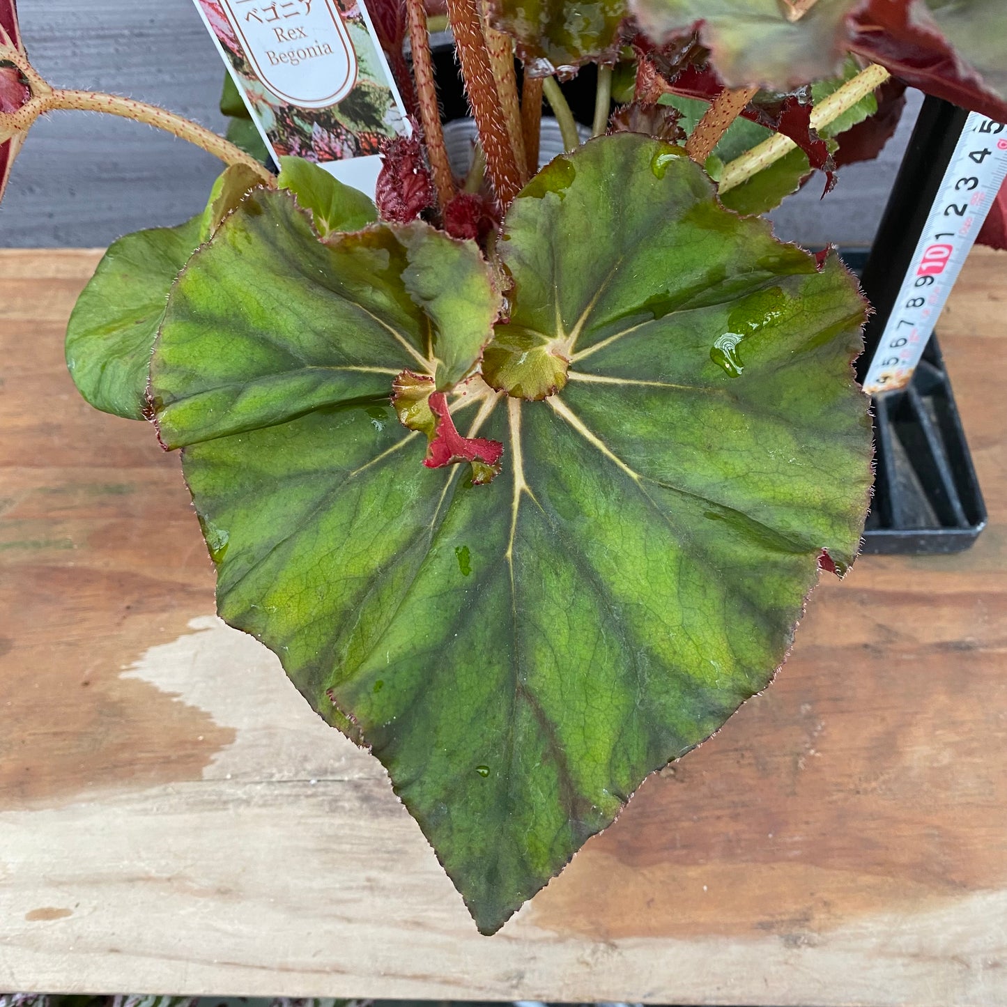 市場仕入れ即売会　No.25007　レックスベゴニア　スーパーノバ　4号鉢