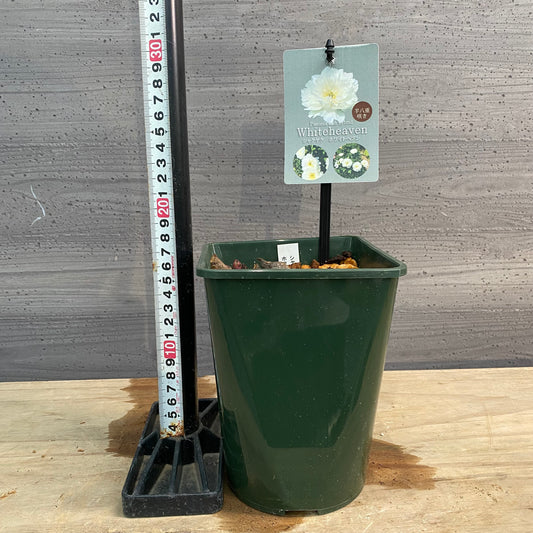 芍薬　ホワイトヘブン