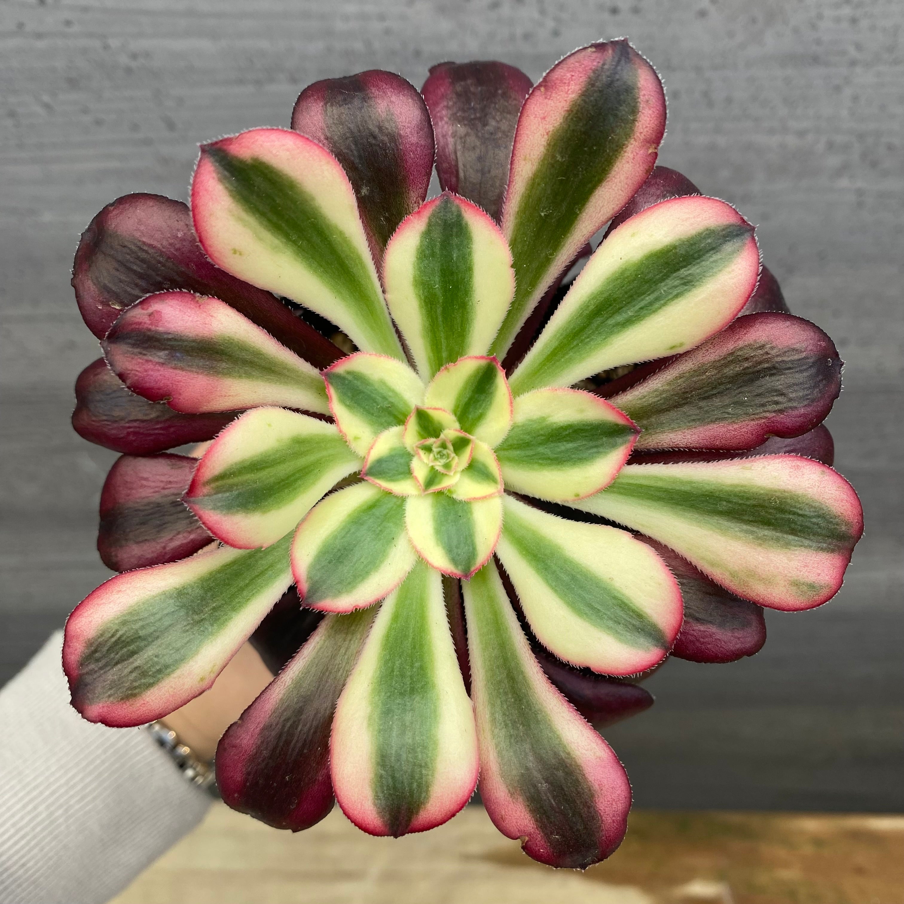 Pickup 全ての商品 – 植物家族