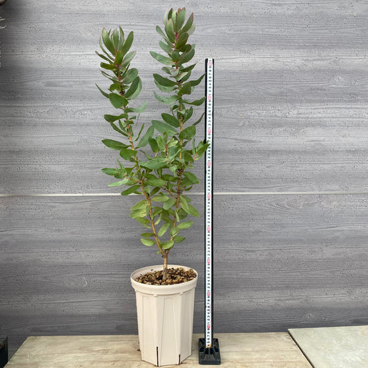 プロテア エキシミア 7号スリット鉢/オリジナル色