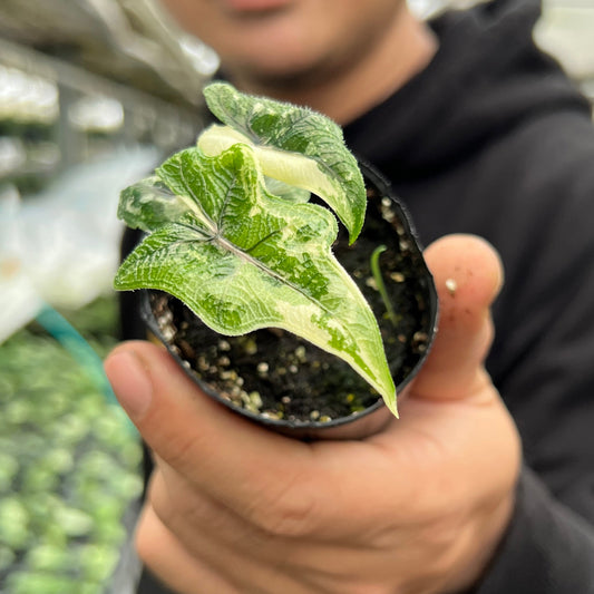 URBAN JUNGLE特集★U30　アロカシア　ジャクリン