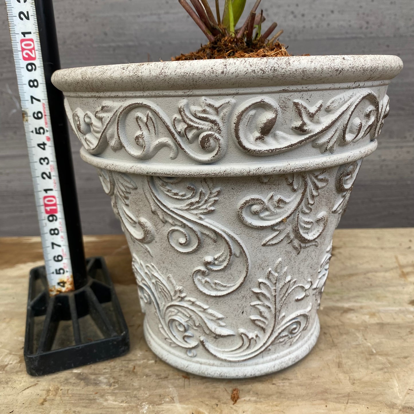 No.12012　クリスマスローズ　ホワイトゴールドプラ鉢