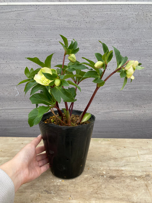 No.05120　横山園芸★クリスマスローズ　プリマドレス　5号苗ポット