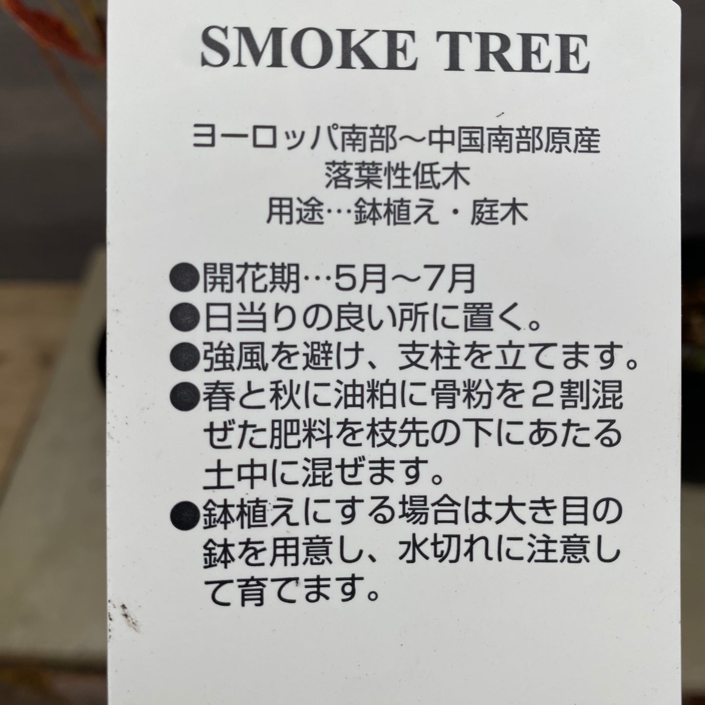 スモークツリー　ピンクパール　4.5号