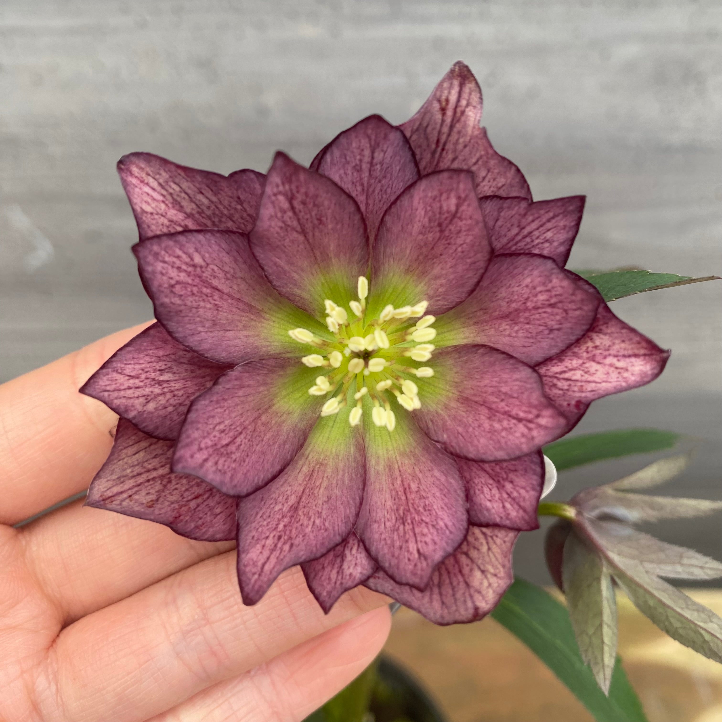 No.09044 クリスマスローズ06 4号苗ポット – 植物家族