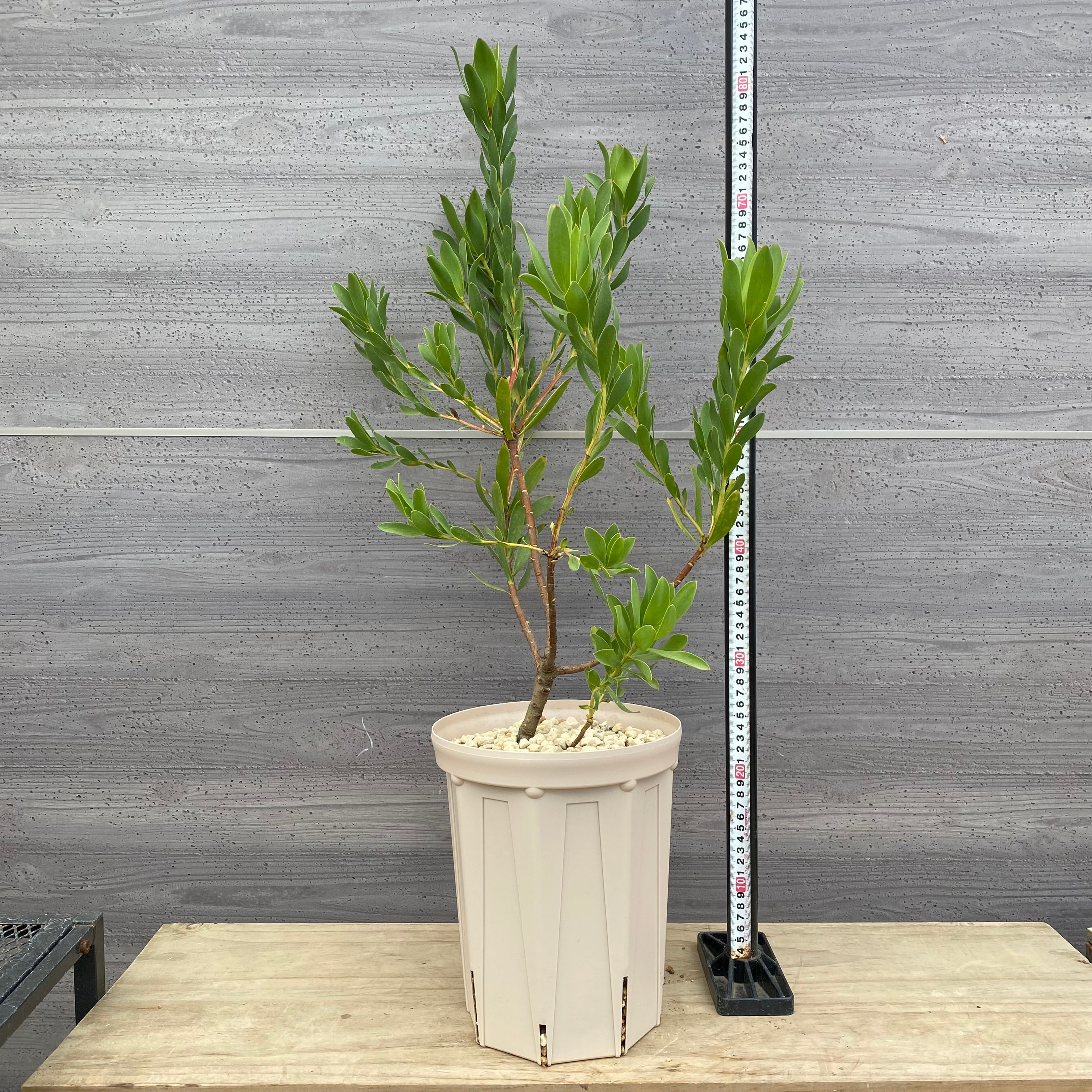 Pickup 全ての商品 – 植物家族