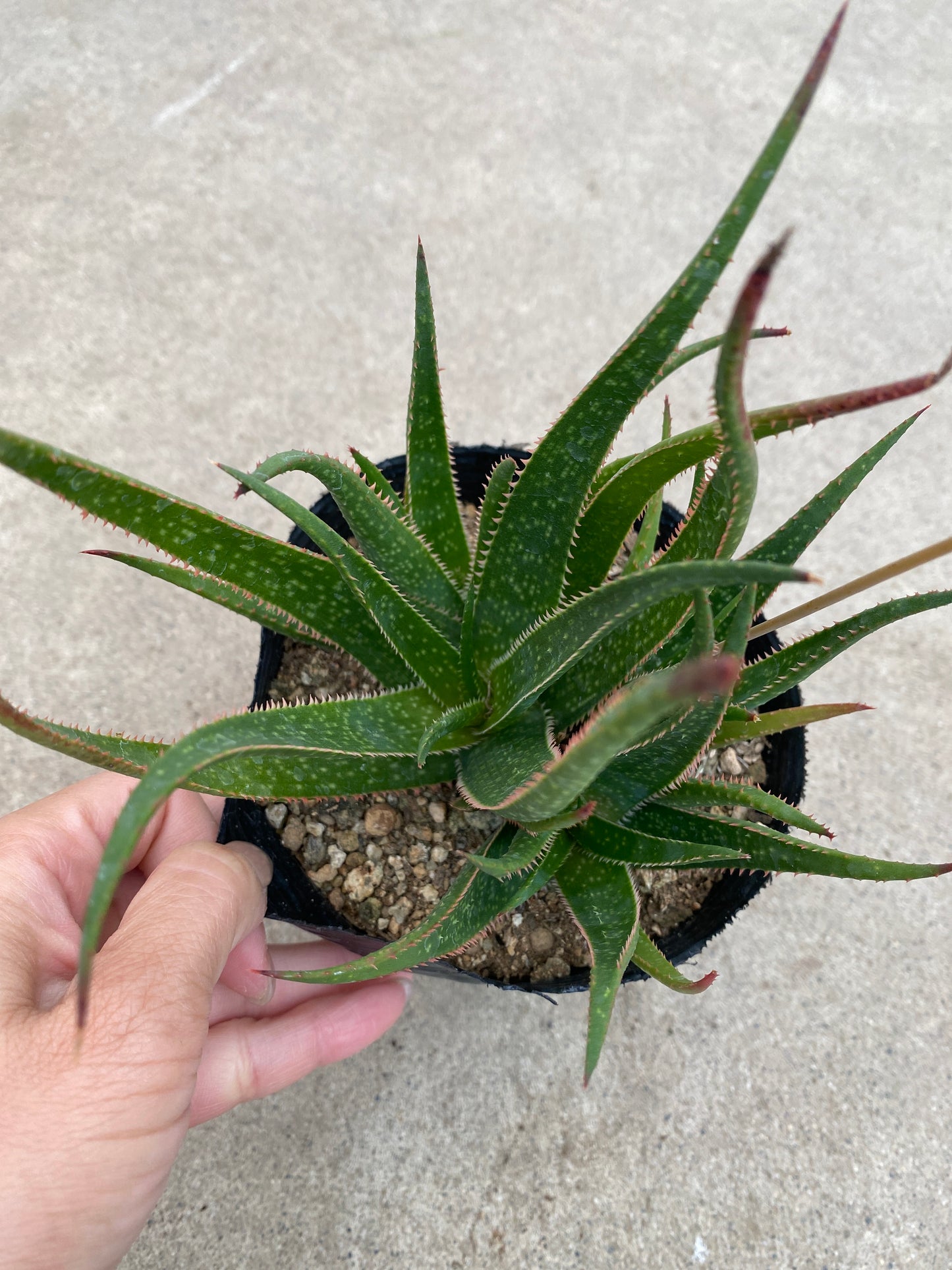 No.28012　アロエ　4号苗ポット