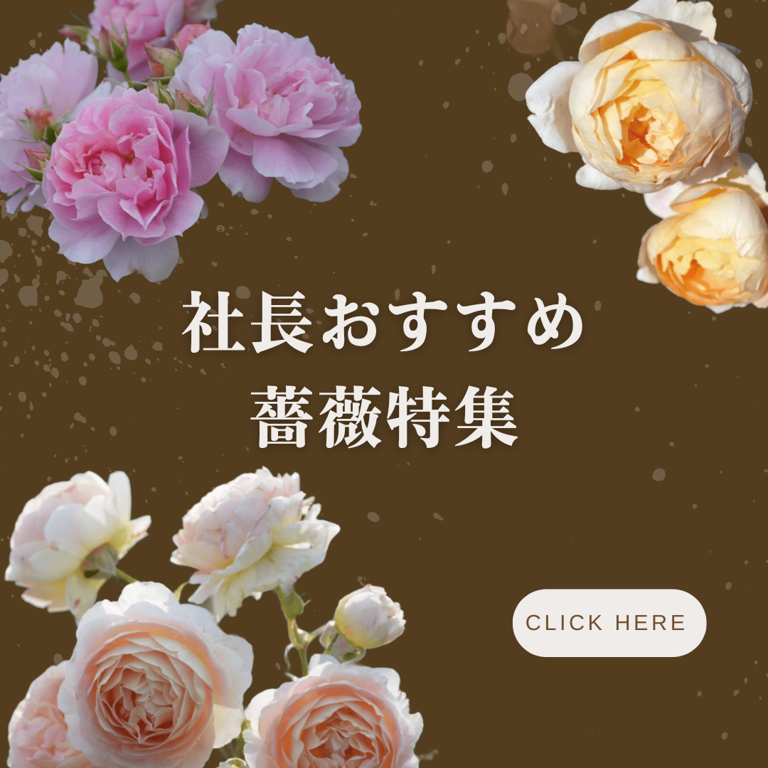 初めての方におすすめ！病気に強いものや、香りのするものも！