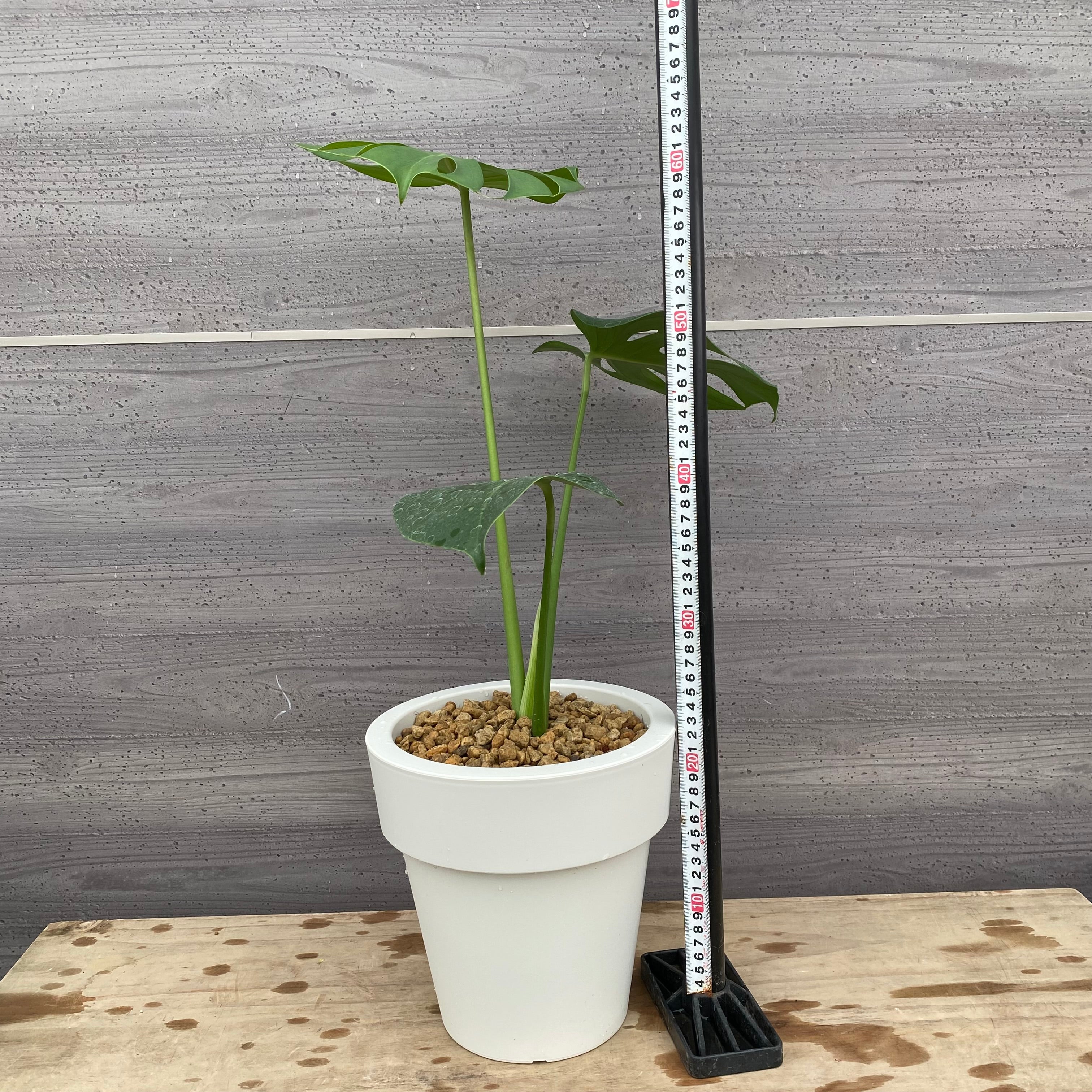 商品 – 植物家族