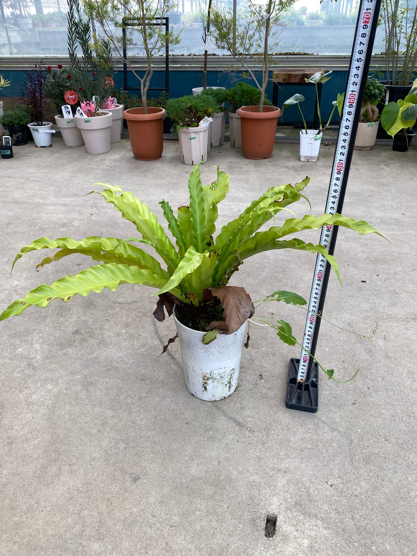 農場創業祭 No.26140　タニワタリ　ウェーブ　5号鉢