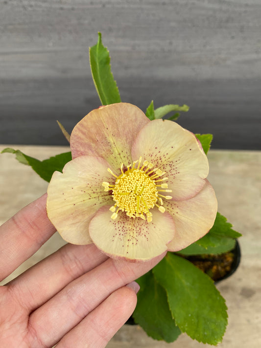 No.05084 横山園芸★クリスマスローズ シングル咲き 5号苗ポット