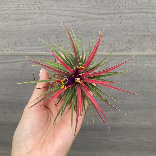 市場仕入れ即売会　No.25054　ティランジア　イオナンタ