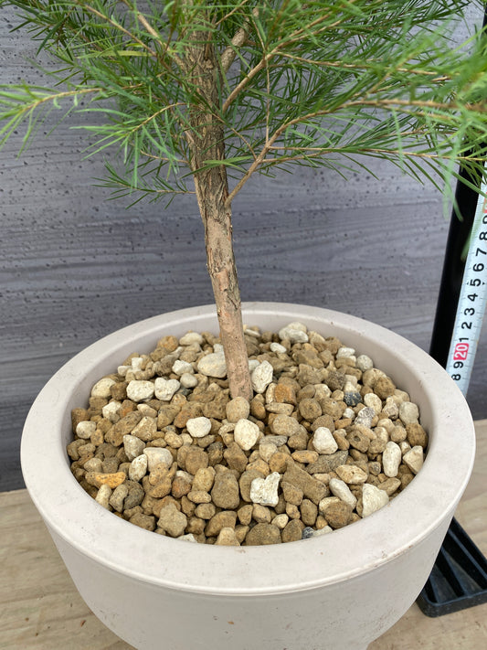 __noon__25様売約★メディカルティーツリー　オリジナルポット