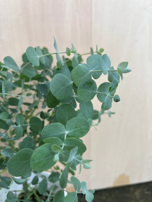 No.31011　ユーカリ　銀丸葉（シネレア）　5号鉢