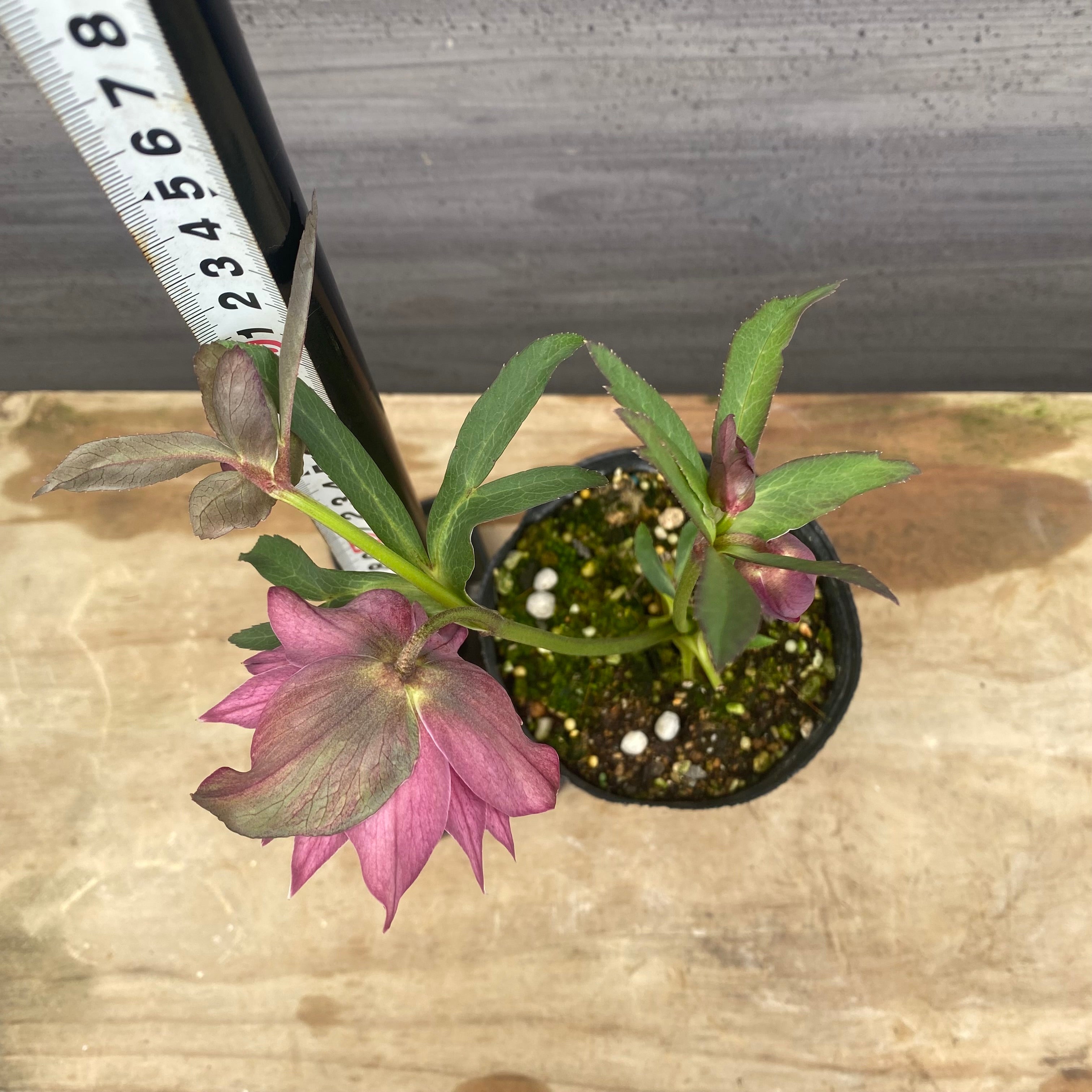 No.09043 クリスマスローズ05 4号苗ポット – 植物家族