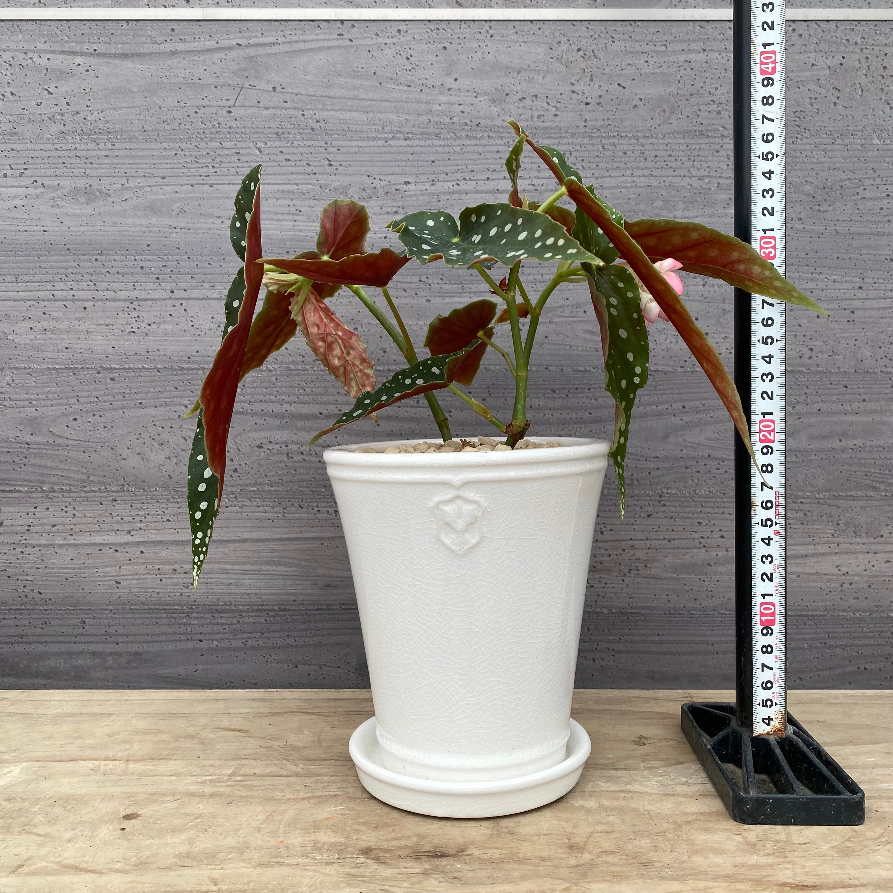 その他観葉植物 BEBE Amazon｜幸せを呼ぶミニ観葉植物【ストレチア whiteマーブル鉢