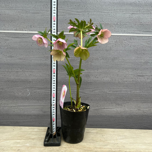 クリスマスローズ シングル咲