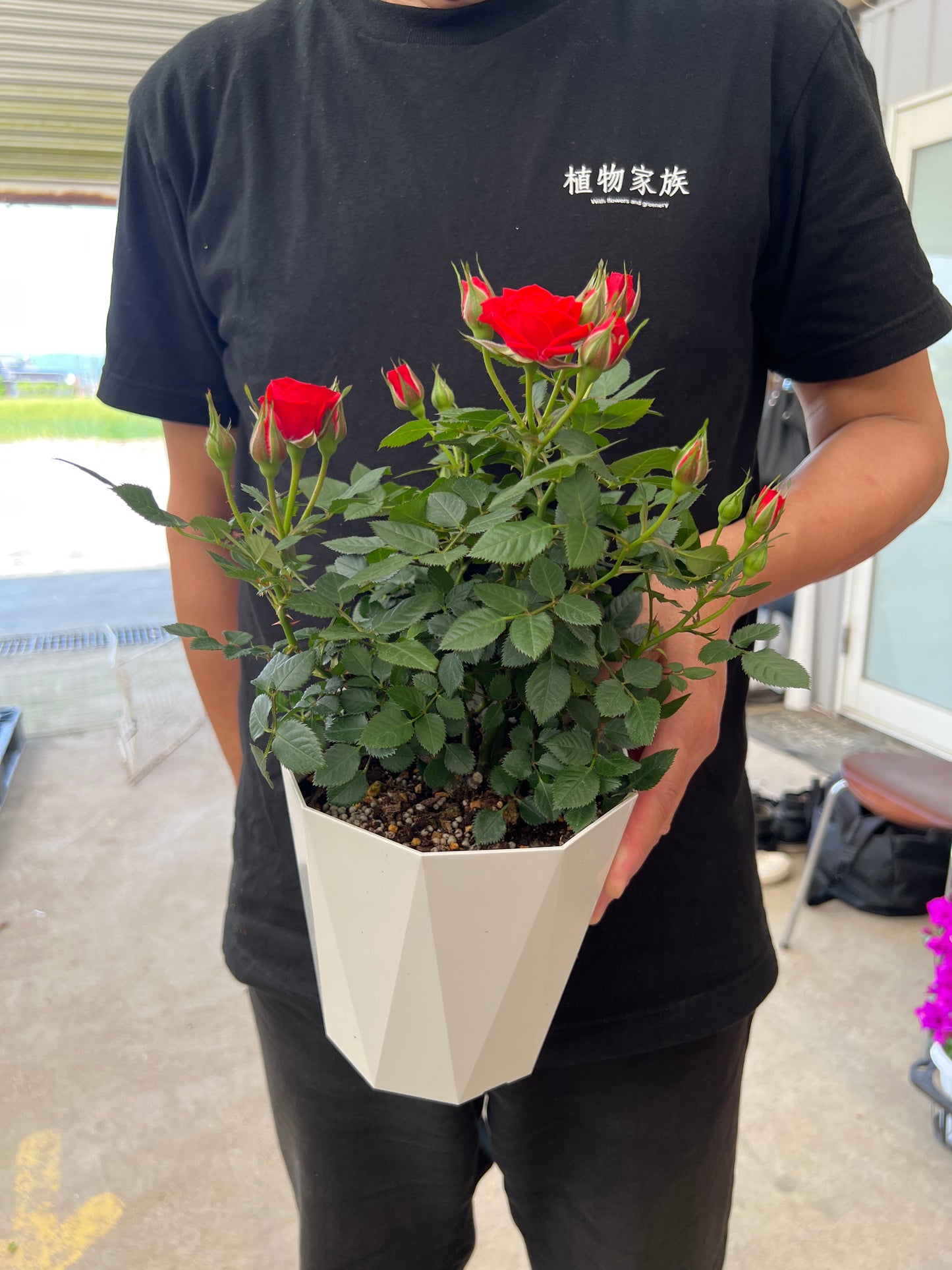 即売会SALE　No.28004　ミニバラ　スウィートガール　5号鉢　バッグ付き