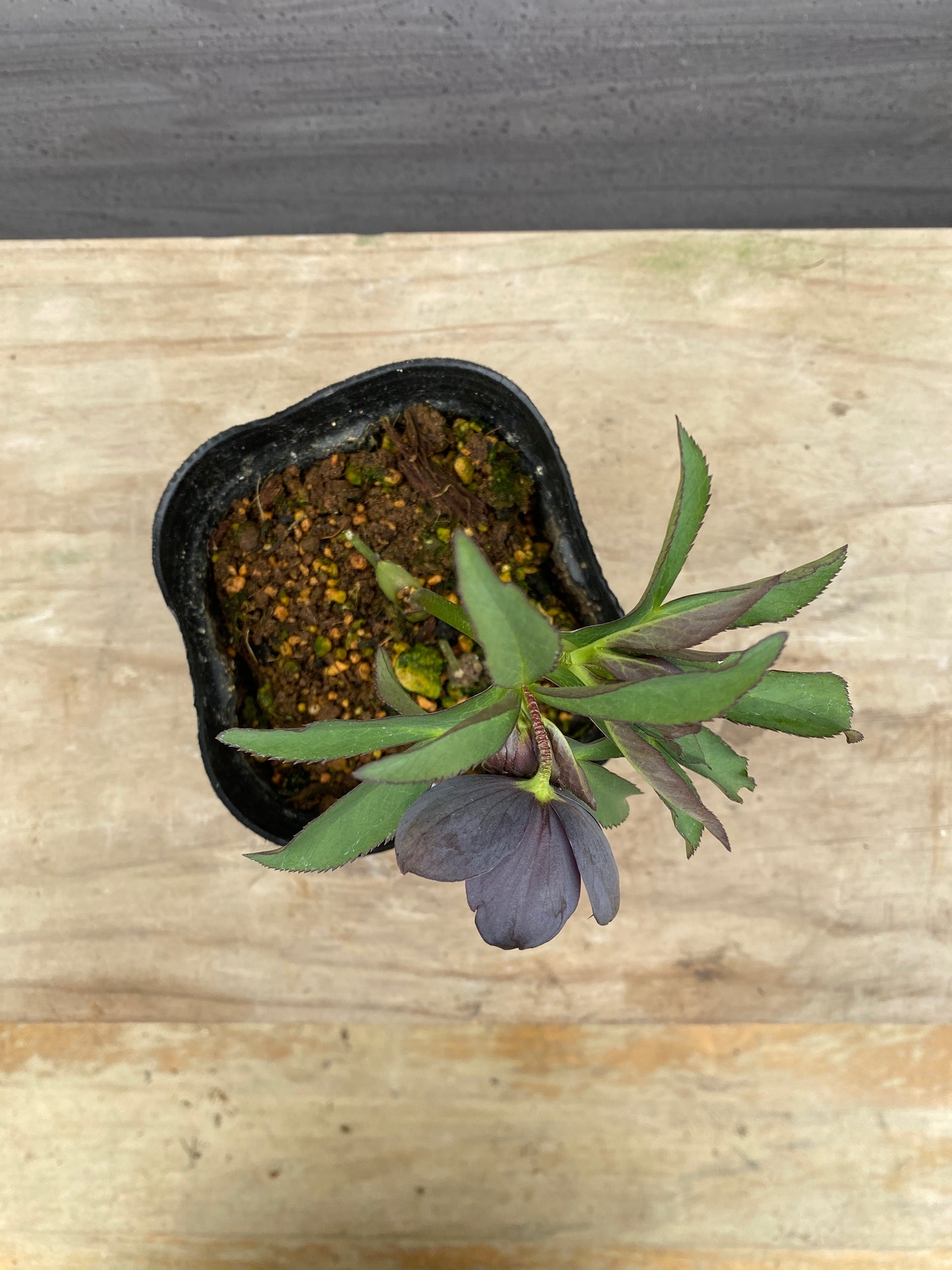 No.05086　横山園芸★クリスマスローズ　シングル咲き　5号苗ポット