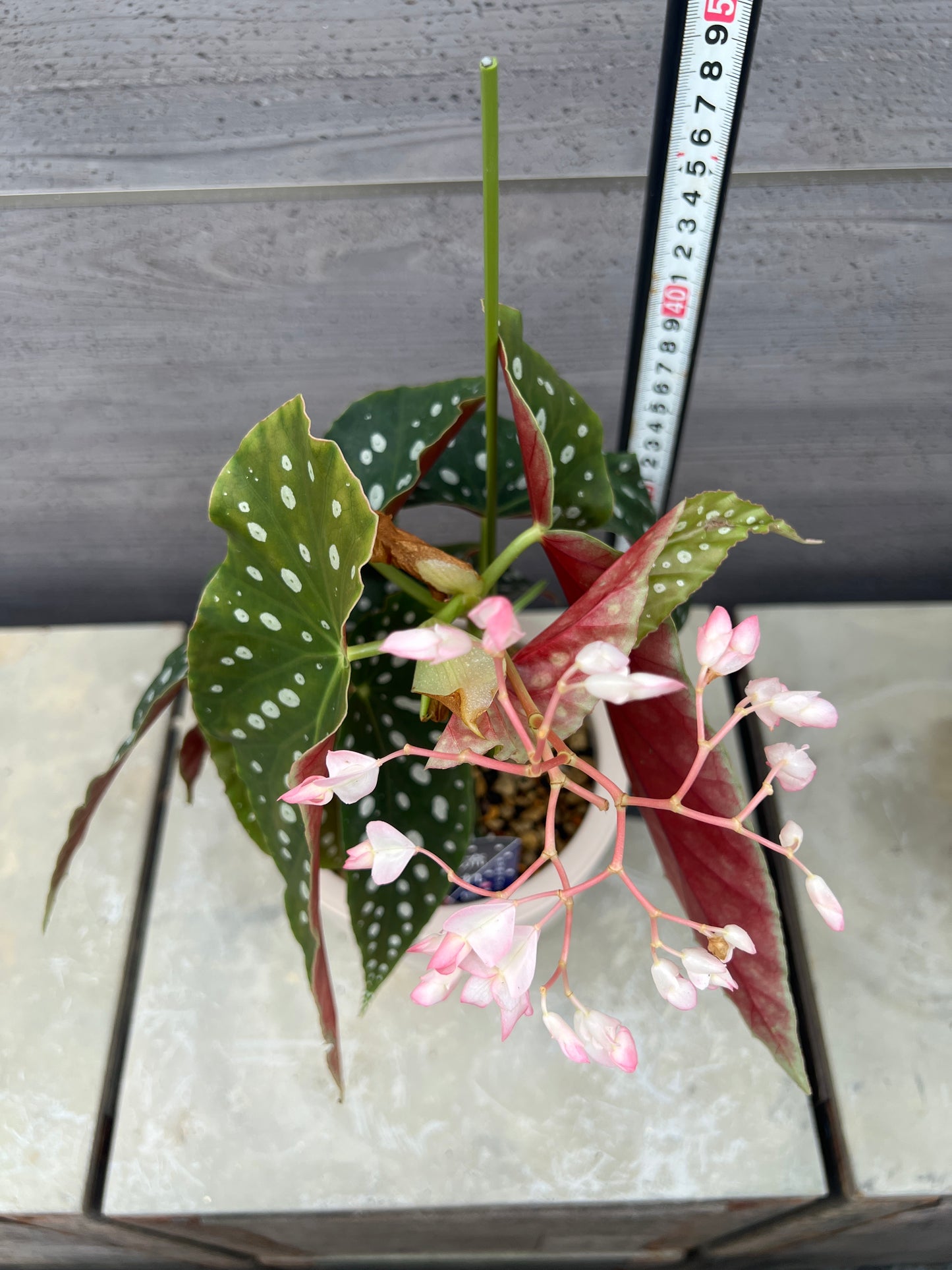 花郷園★木立性ベゴニア　流れ星　6号ポット植替え済み