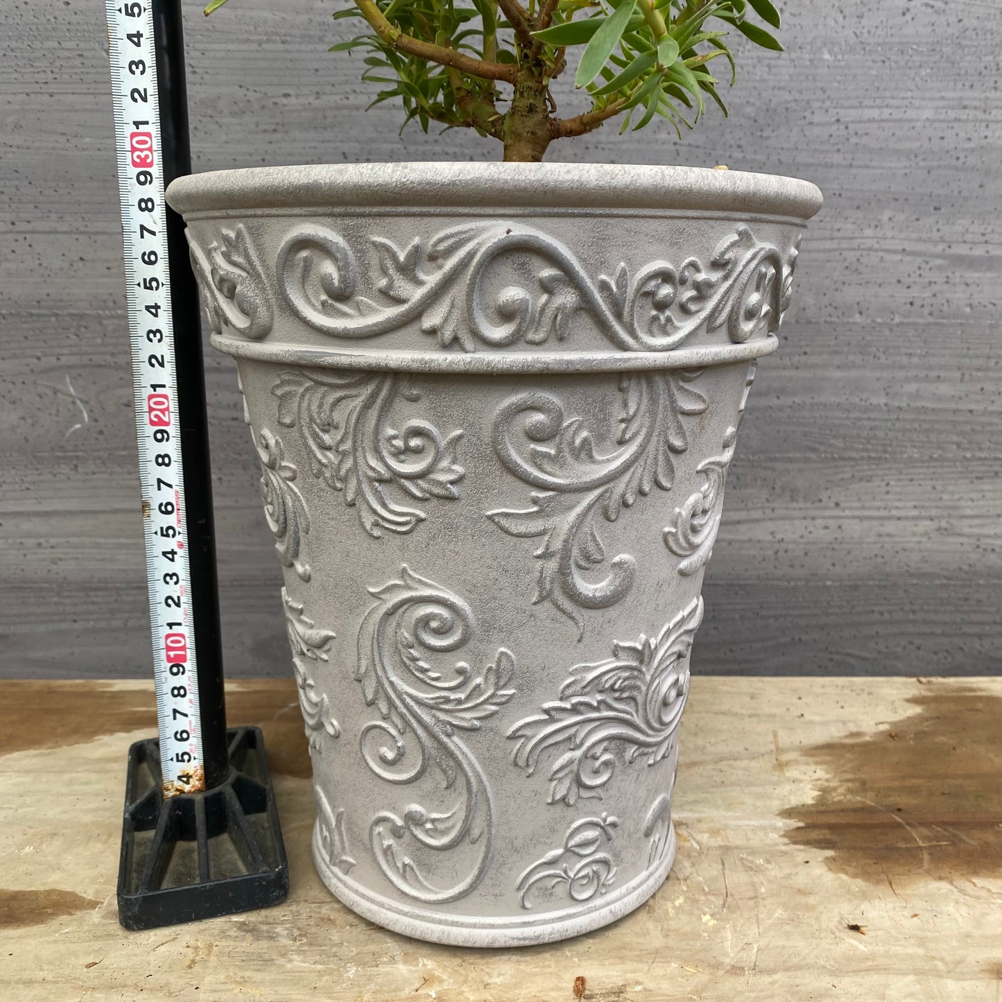 No.12027　ミメティス　クラッカージャックレッド　ホワイトプラ鉢