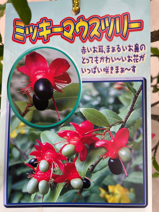 No.17002　ミッキーマウスツリー　オクナセルラータ　7号鉢