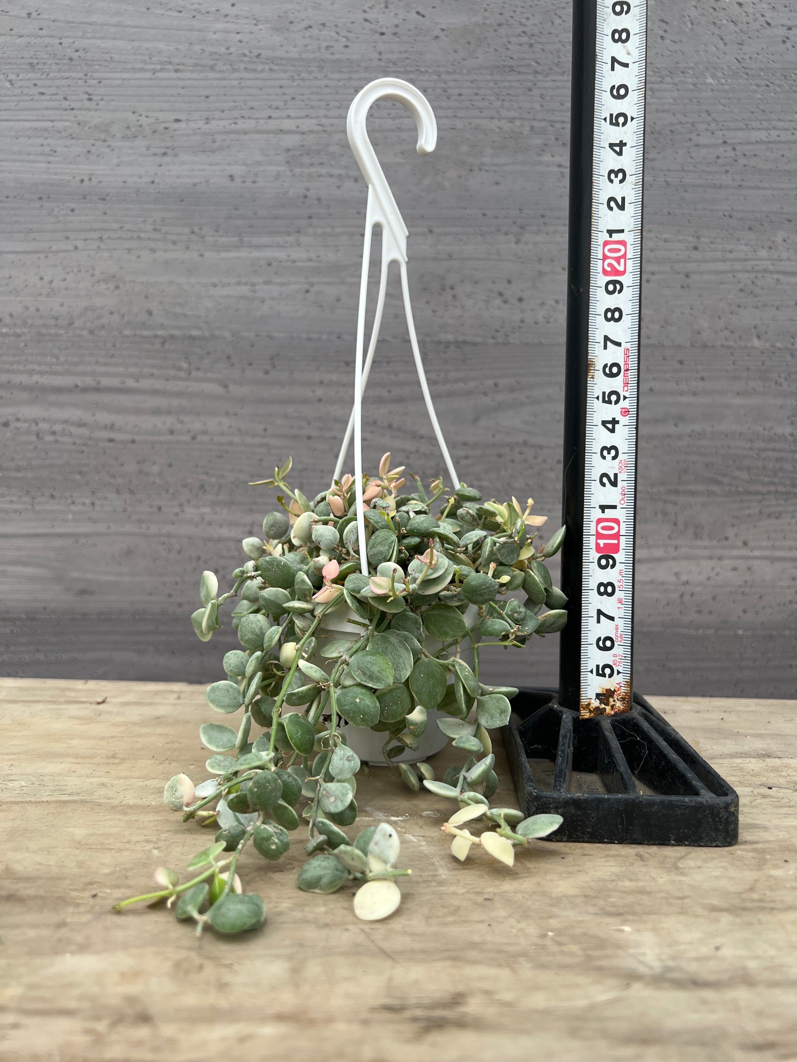 植物家族
