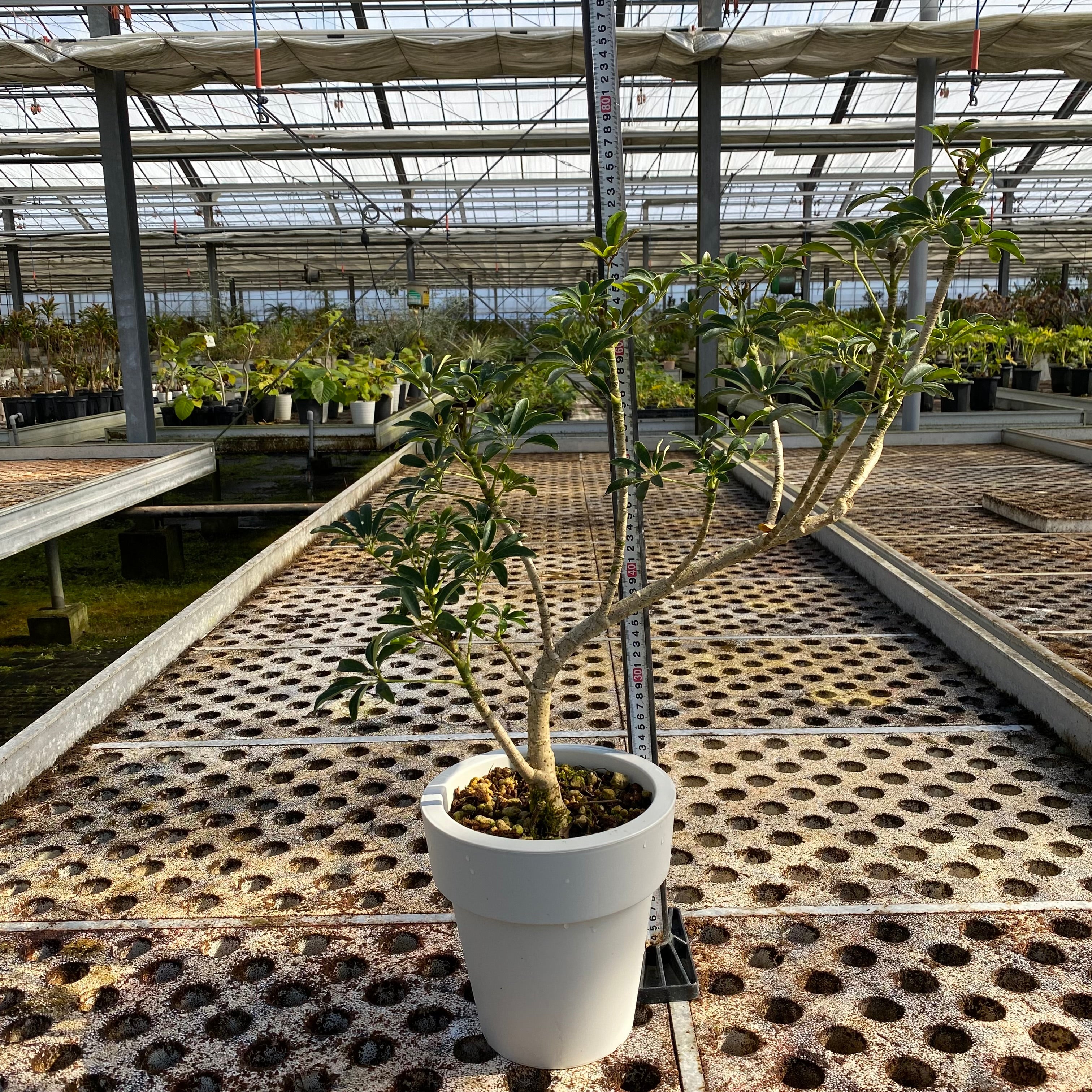 Pickup 全ての商品 – 植物家族