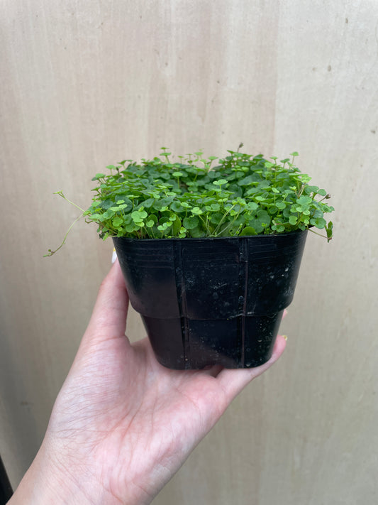 No.27022　シンバラリア　アエクイトリロバ　3.5号苗ポット