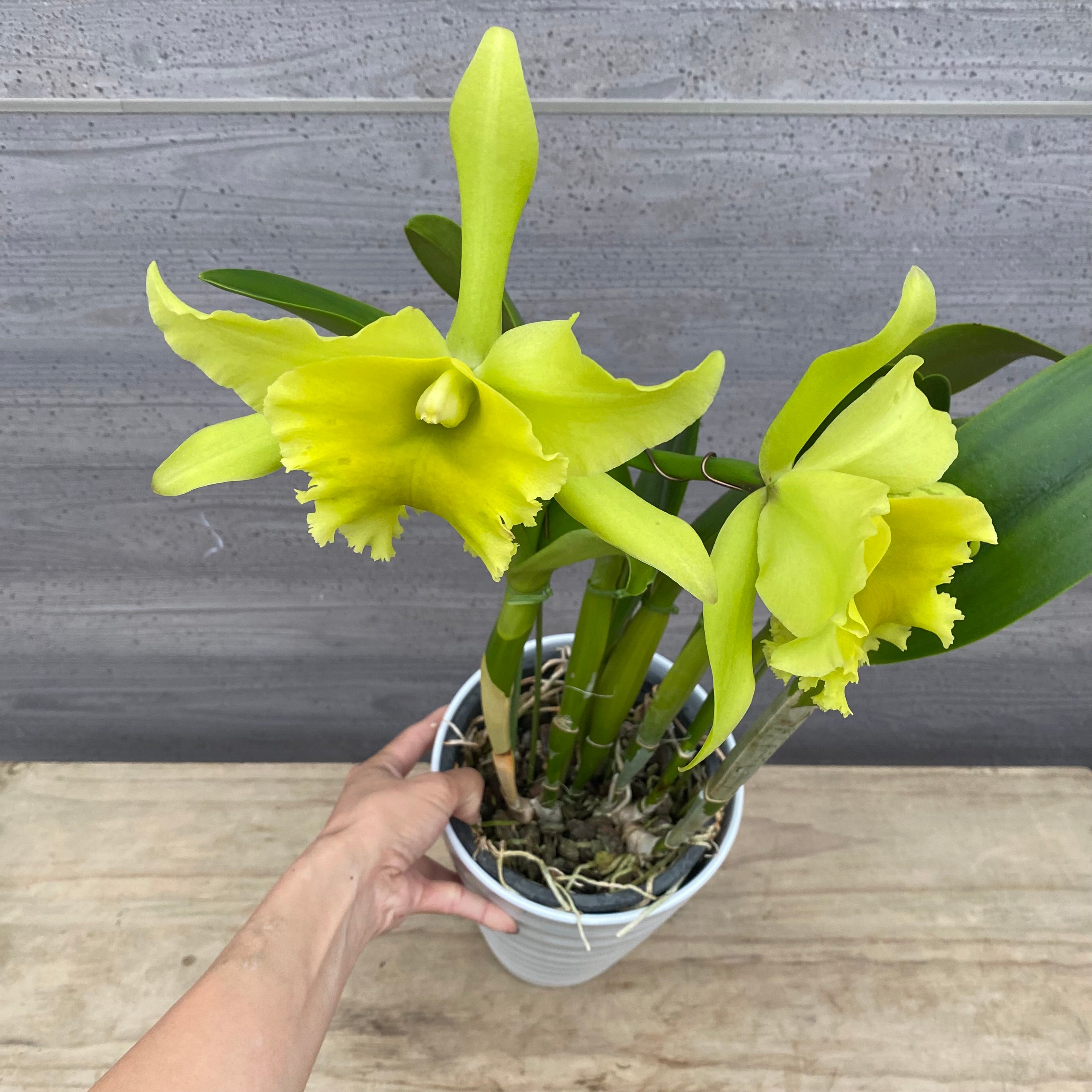 No.14018 カトレア ポーツオブパラダイス 6号陶器鉢 – 植物家族