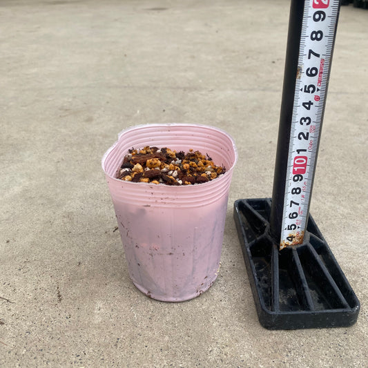 No.17062　スズラン　ピンク　3号苗ポット