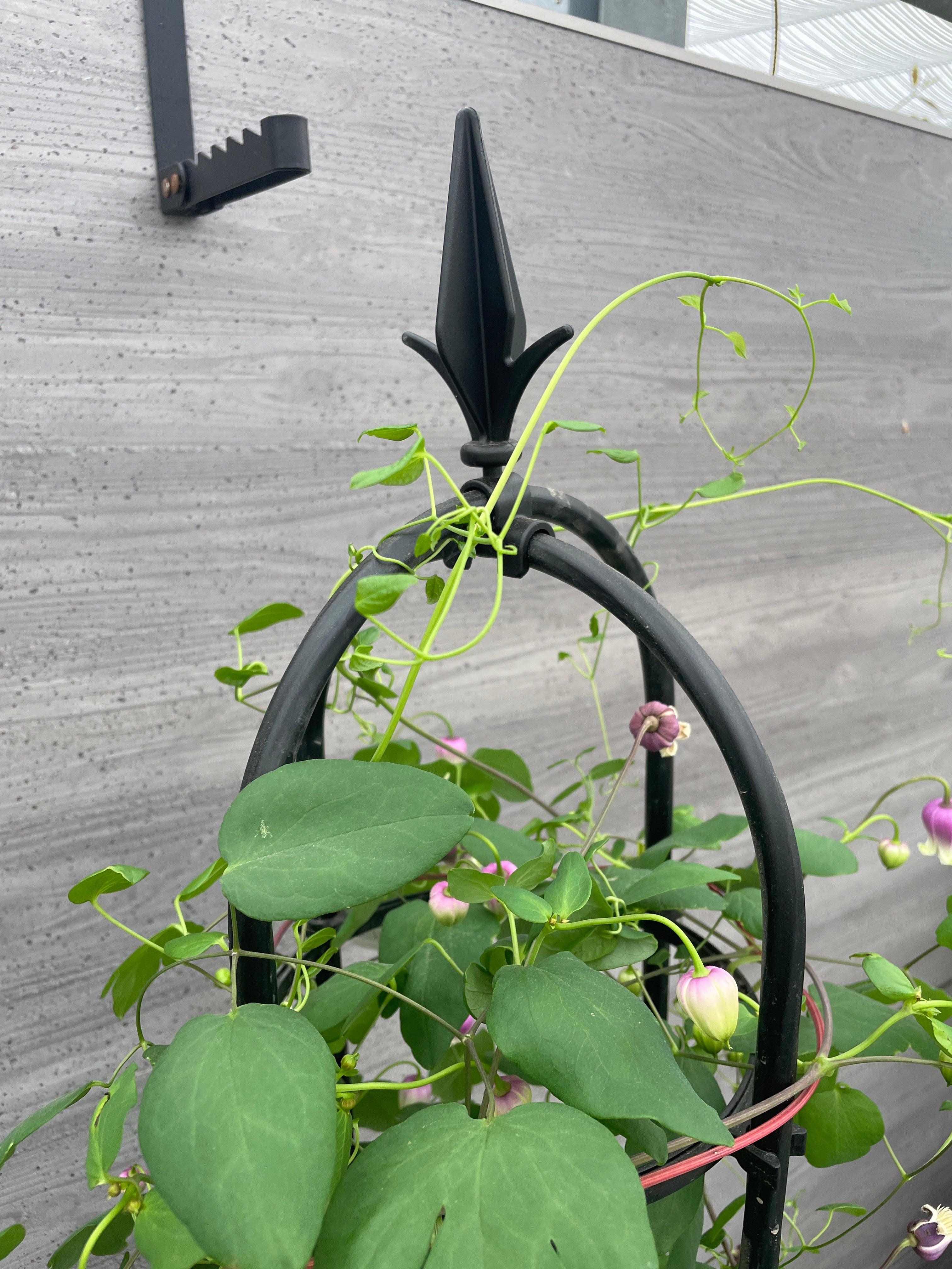 職人仕立て☆クレマチス フェルマータピンク 10号鉢 – 植物家族