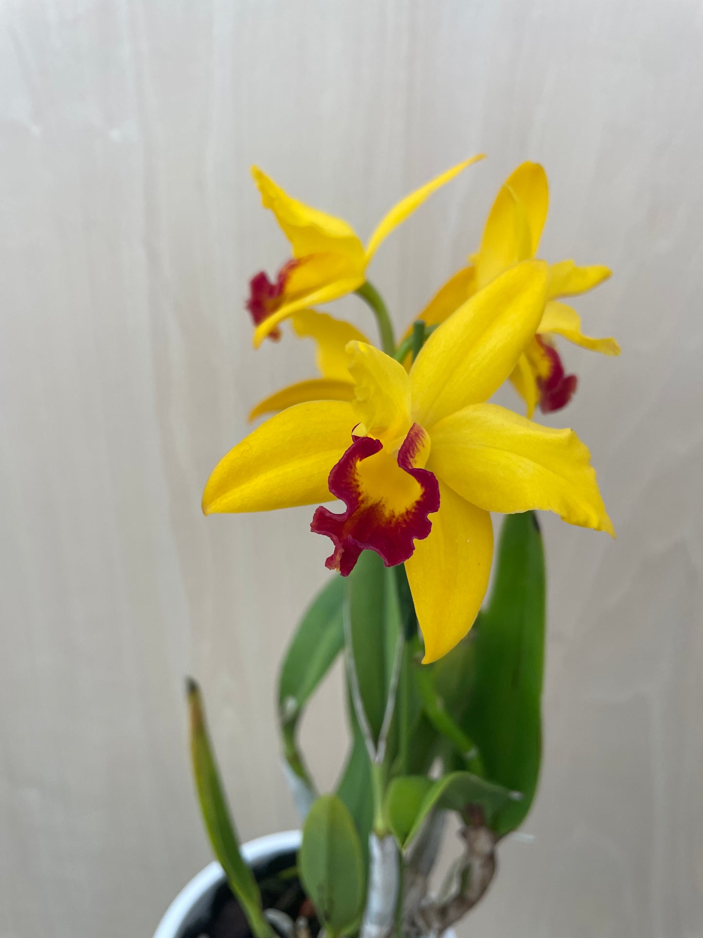 4/14 仕入れ即売会 No.007　ミニカトレア　3号鉢